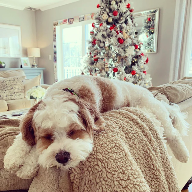 The Holidays Are A Stressful Time - Even For Your Dog