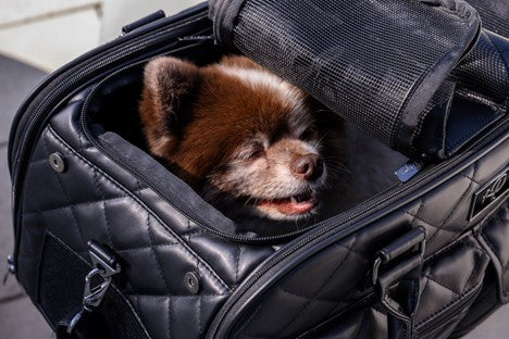 Holiday Travel with Your Pet