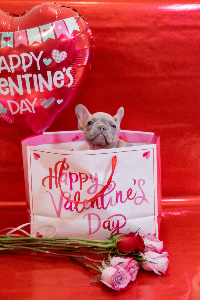 Valentine's Day Fun Gift Giving Pet Ideas and Potential Dangers To Be Aware Of