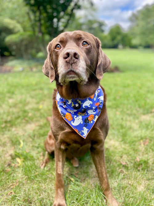 Dog Bandana, Love XOXO