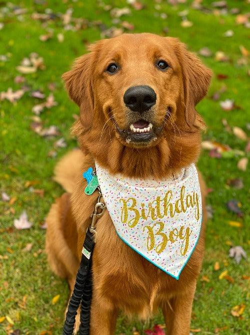 Birthday, Birthday Dog Bandana - Paws R Uz