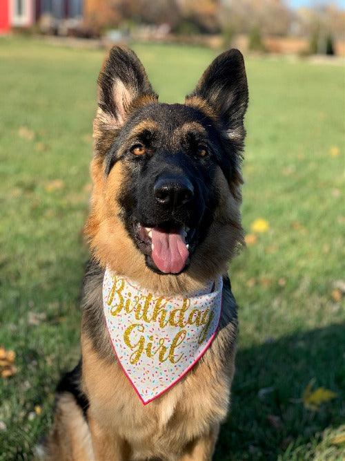 Birthday, Birthday Dog Bandana - Paws R Uz